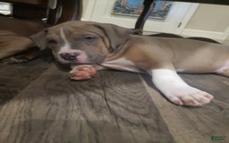 American Bully dogs for sale: Socks - Image 25