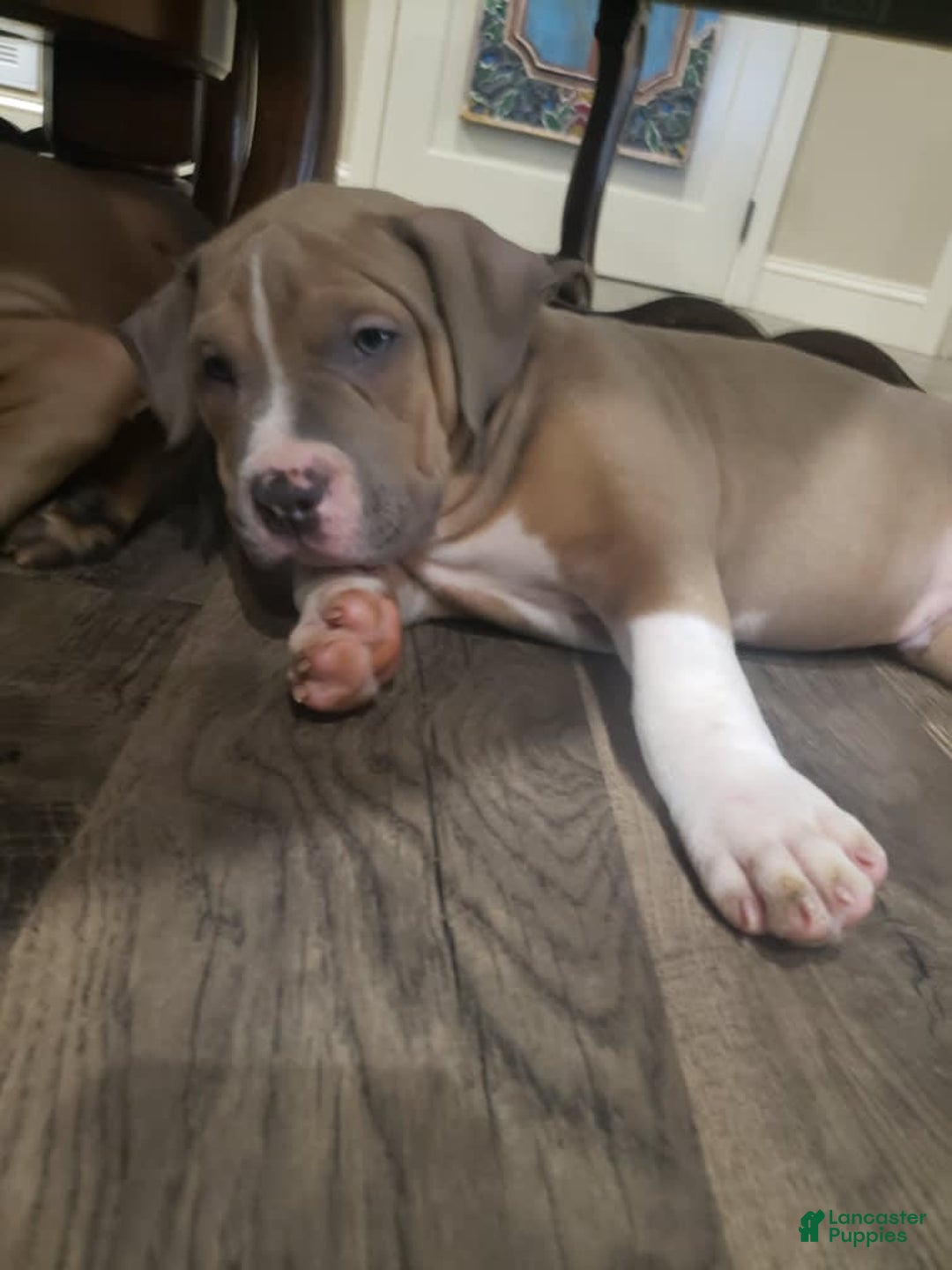 American Bully dogs for sale: Socks - Image 25