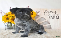 Australian Cattle Dog dogs for sale: Roxie - Image 2