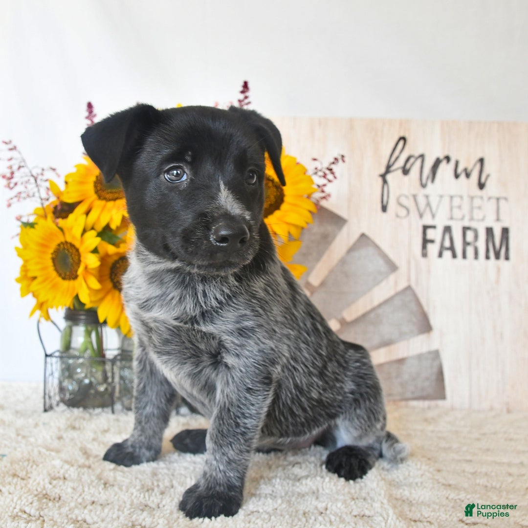 Australian Cattle Dog dogs for sale: Roxie - Image 2