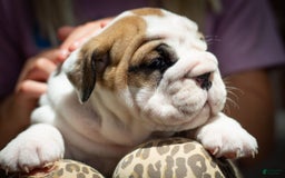 English Bulldog dogs for sale: Lola - Image 7