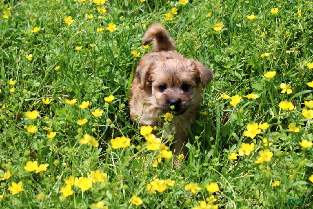 Morkie dogs for sale: Orianna - Image 8