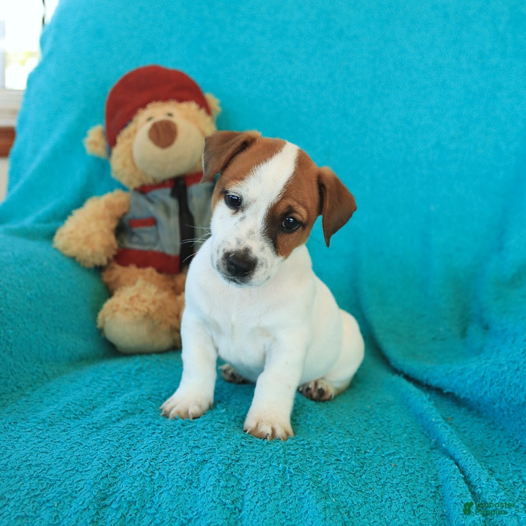Jack Russell Terrier dogs for sale: Joey - Image 3