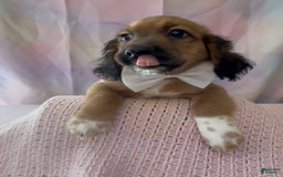 Beagle dogs for sale: Bassetdoodles - Image 14