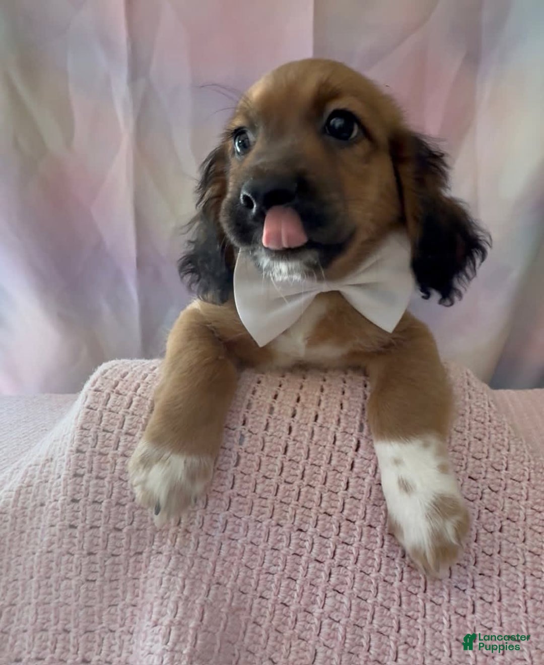 Beagle dogs for sale: Bassetdoodles - Image 14