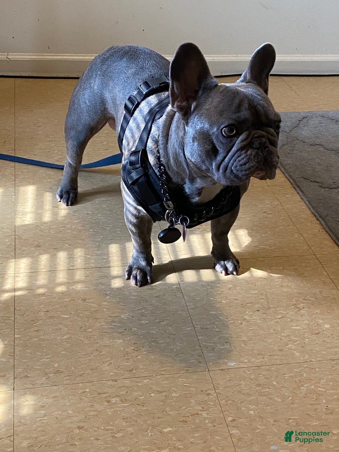 French Bulldog dogs for stud: Plumber - Image 3