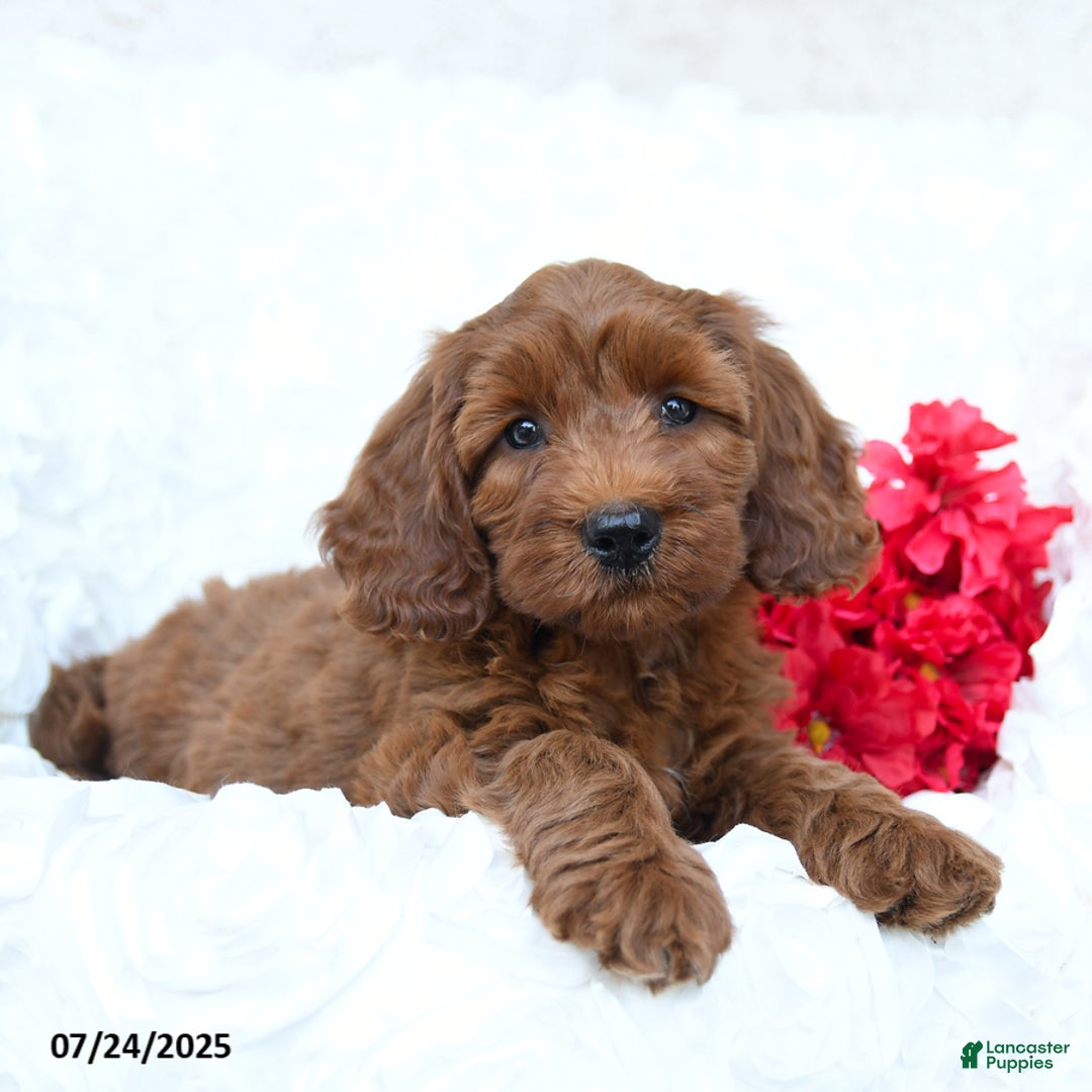 Mini Goldendoodle dogs for sale: Sandy - Image 1