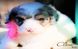 Cavapoo dogs for sale: Clara - Image 2