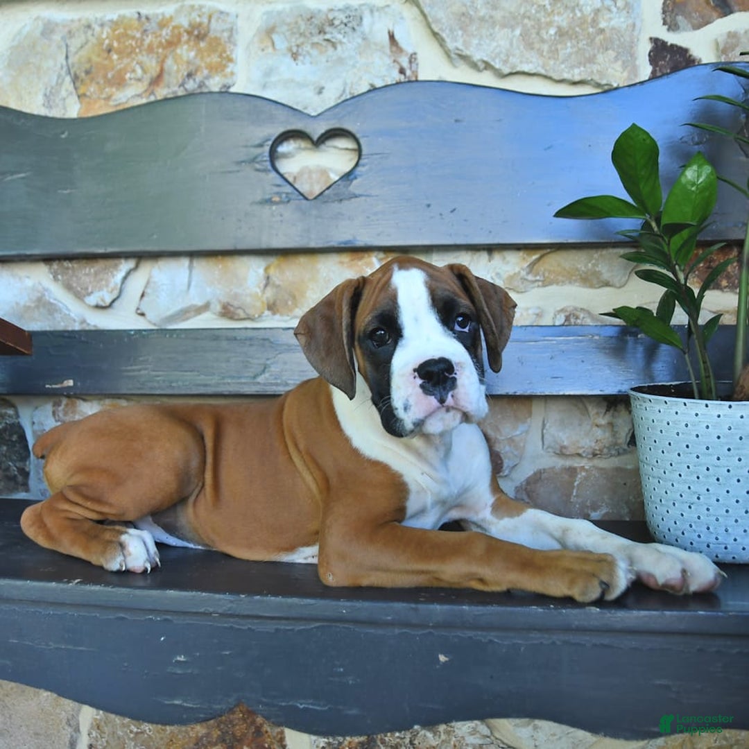 Boxer dogs for sale: Flynn - Image 3