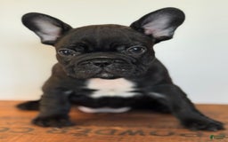 French Bulldog dogs for sale: Flounder - Image 1