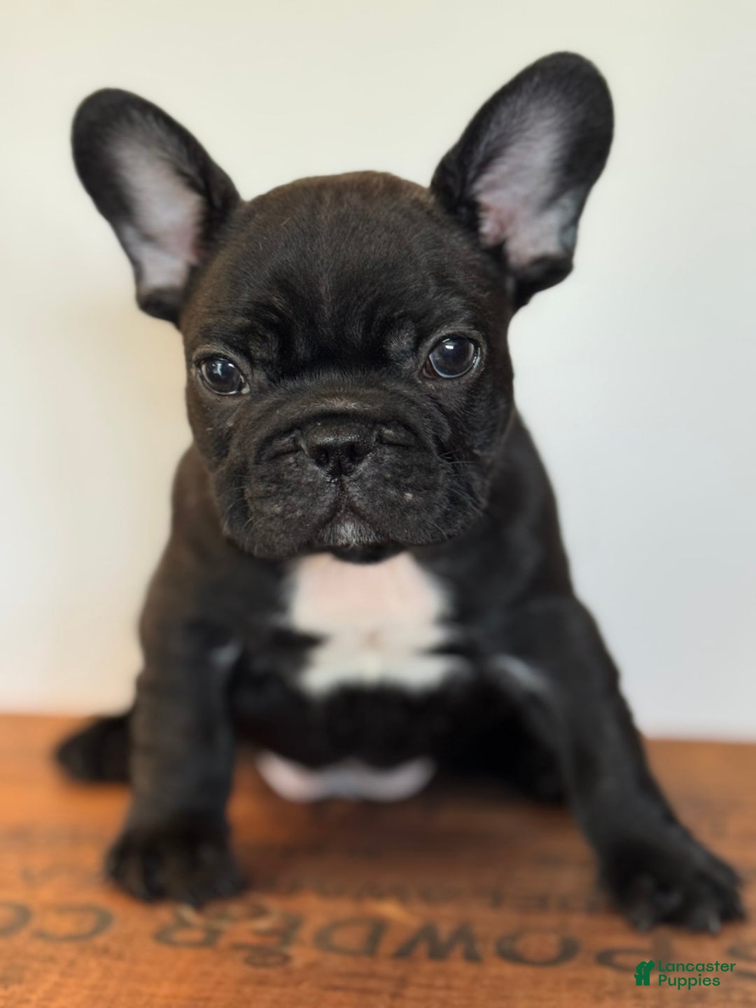 French Bulldog dogs for sale: Flounder - Image 1