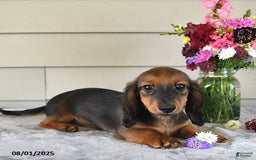 Miniature Dachshund dogs for sale: Laudon - Image 4