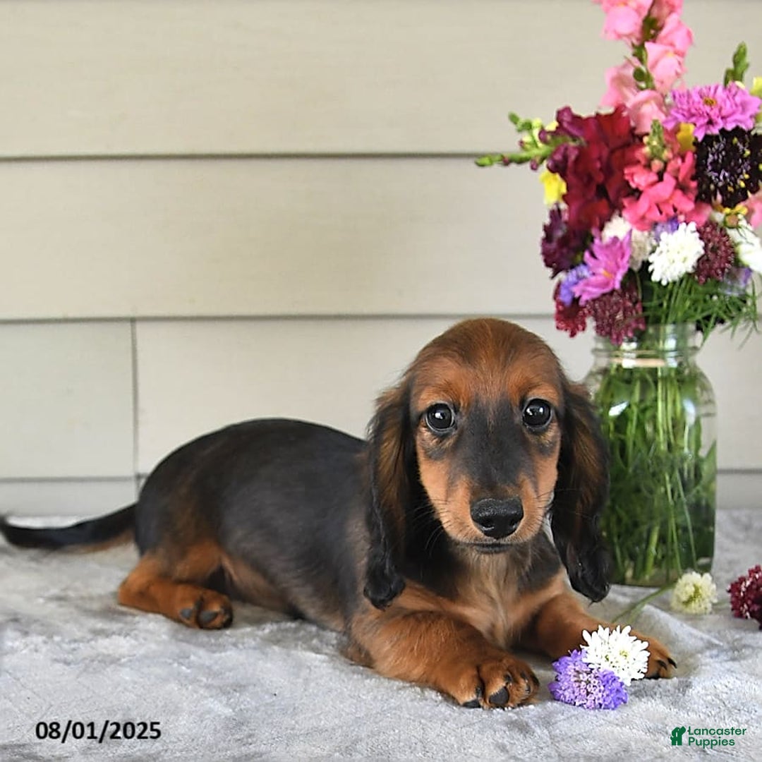 Miniature Dachshund dogs for sale: Laudon - Image 4