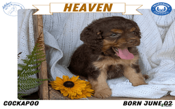 Cockapoo dogs for sale: Heaven - Image 1