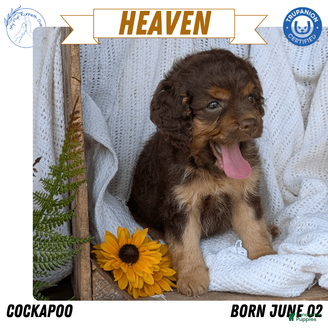 Cockapoo dogs for sale: Heaven - Image 1