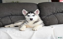 Siberian Husky dogs for sale: Jemma - Image 5