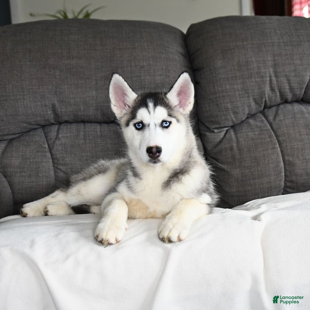 Siberian Husky dogs for sale: Jemma - Image 5