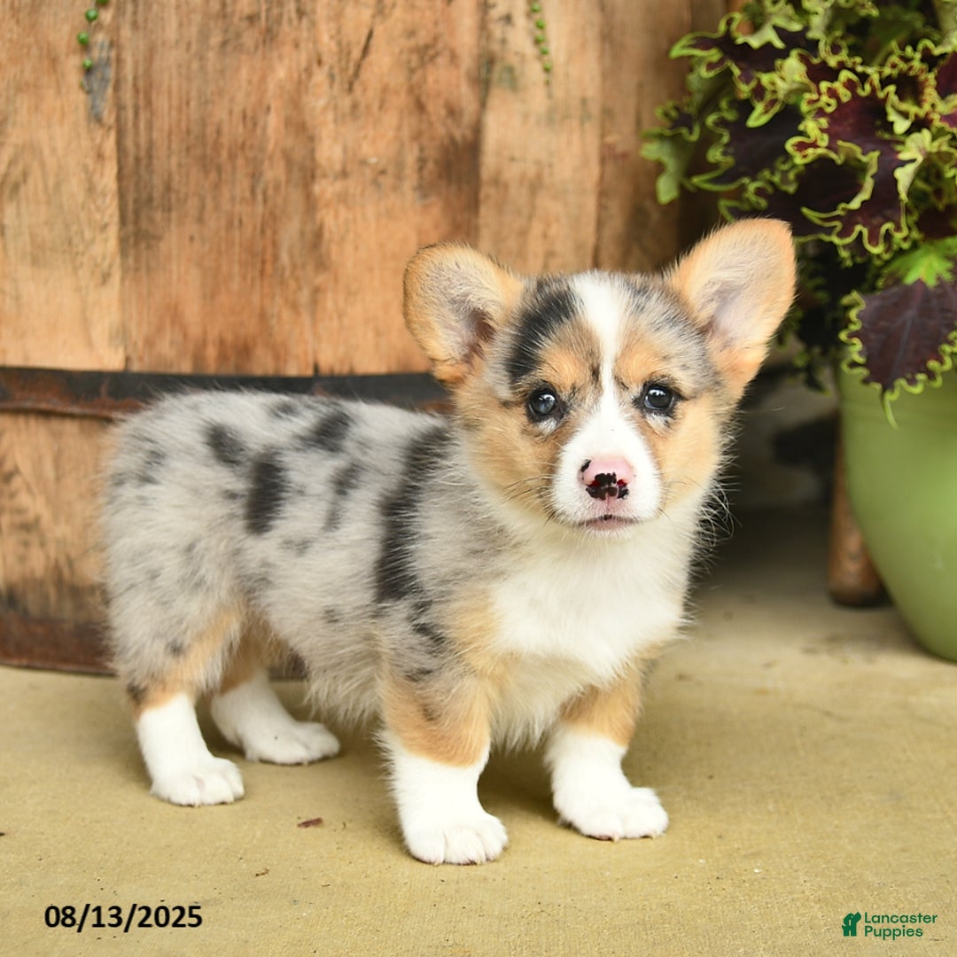Welsh Corgi Pembroke dogs for sale: Sage - Image 1