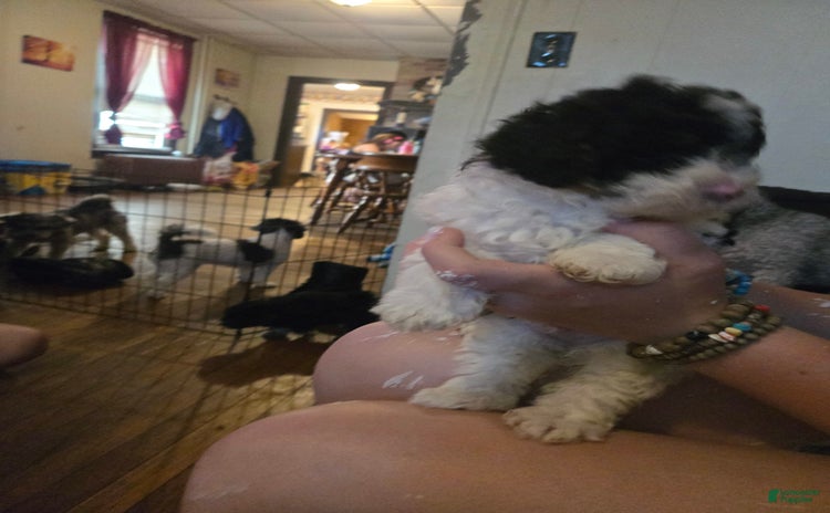 Miniature Poodle dogs for sale - Ad 1