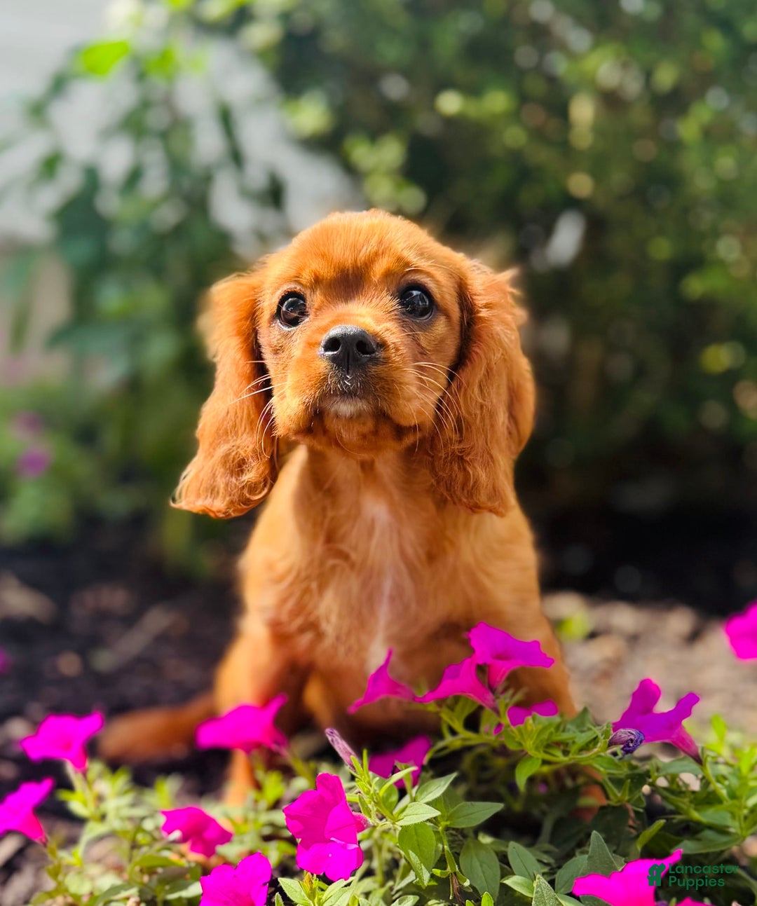 Cavalier King Charles Spaniel dogs for sale: Sunlight - Image 4