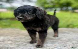 Mini Bernedoodle dogs for sale: Paulie - Image 6