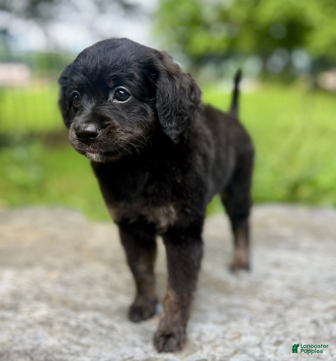 Mini Bernedoodle dogs for sale: Paulie - Image 6