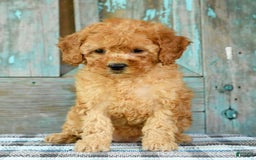 Mini Goldendoodle dogs for sale: Abbie - Image 6