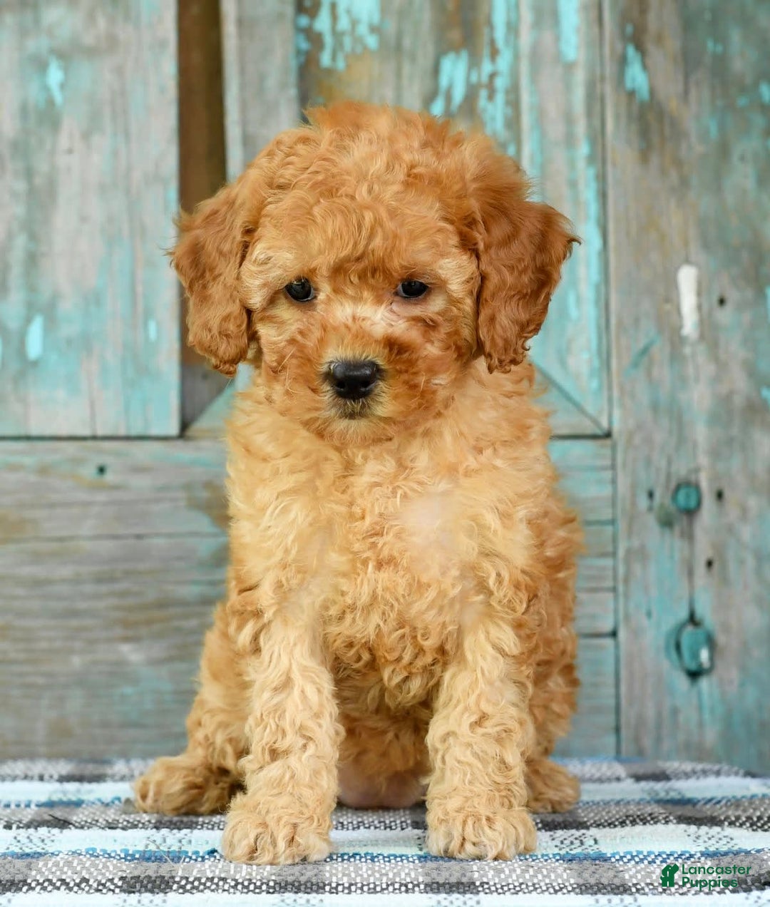 Mini Goldendoodle dogs for sale: Abbie - Image 6