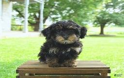 Havapoo dogs for sale: House Raised Sparkles - Image 19