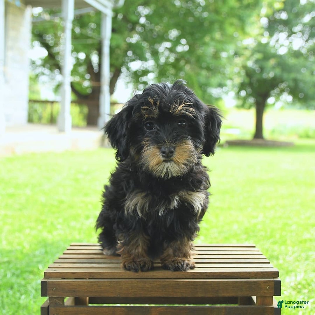 Havapoo dogs for sale: House Raised Sparkles - Image 19