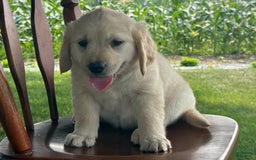 Golden Retriever dogs for sale: Friendly Fern - Image 6