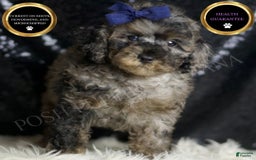Miniature Poodle dogs for sale: Handsome - Image 7