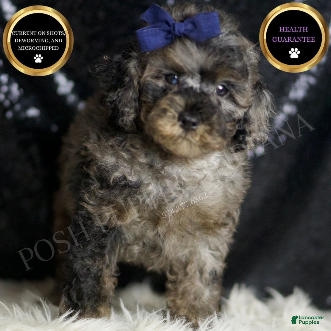 Miniature Poodle dogs for sale: Handsome - Image 7