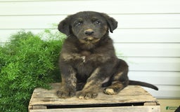 German Shepherd dogs for sale: Blitz - Listing for pets: Bella, Bear, Brandy, Bobby, Beauty, Blitz, Buster, Bailey, Bonnie - Image 2