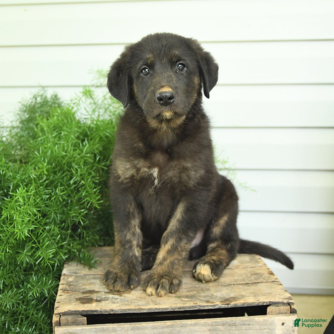 German Shepherd dogs for sale: Blitz - Listing for pets: Bella, Bear, Brandy, Bobby, Beauty, Blitz, Buster, Bailey, Bonnie - Image 2