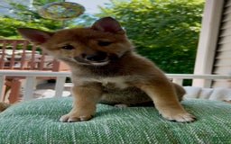 Shiba Inu dogs for sale: Gorgi - Image 1