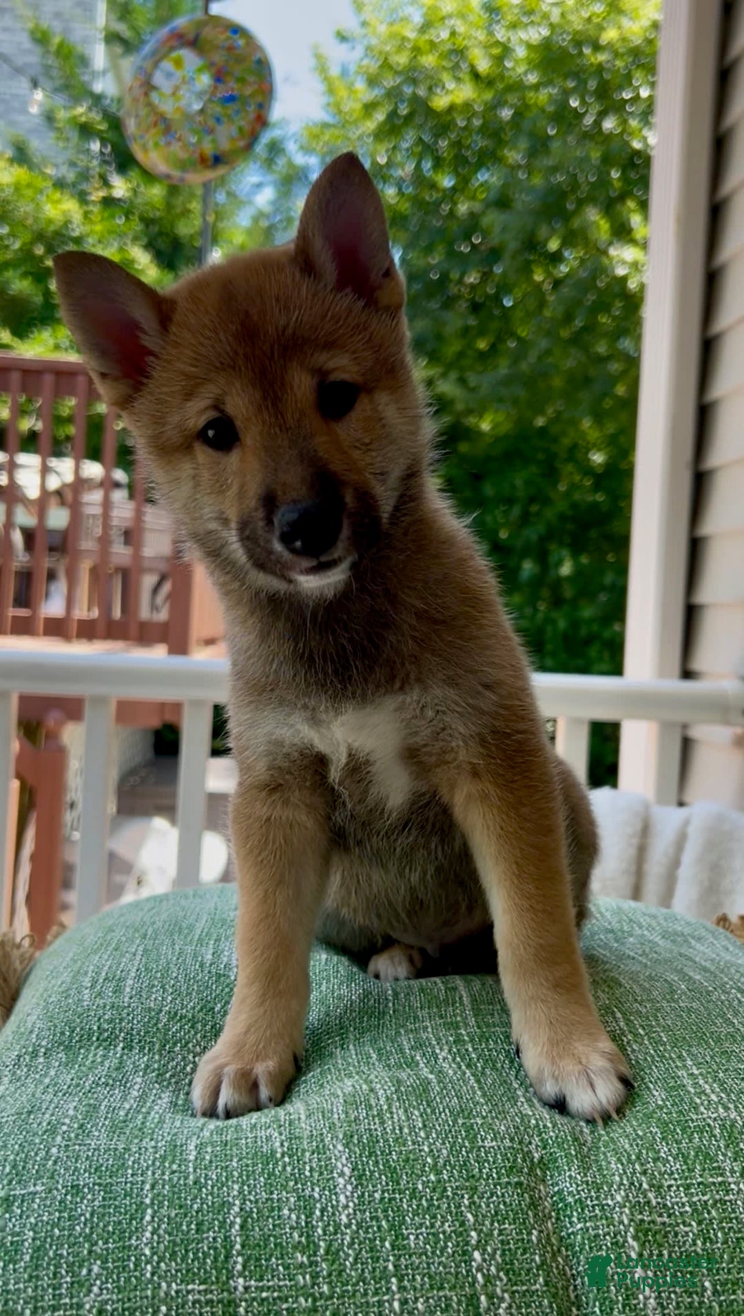 Shiba Inu dogs for sale: Gorgi - Image 1