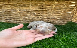 Miniature Dachshund dogs for sale: Cinderella - Image 1