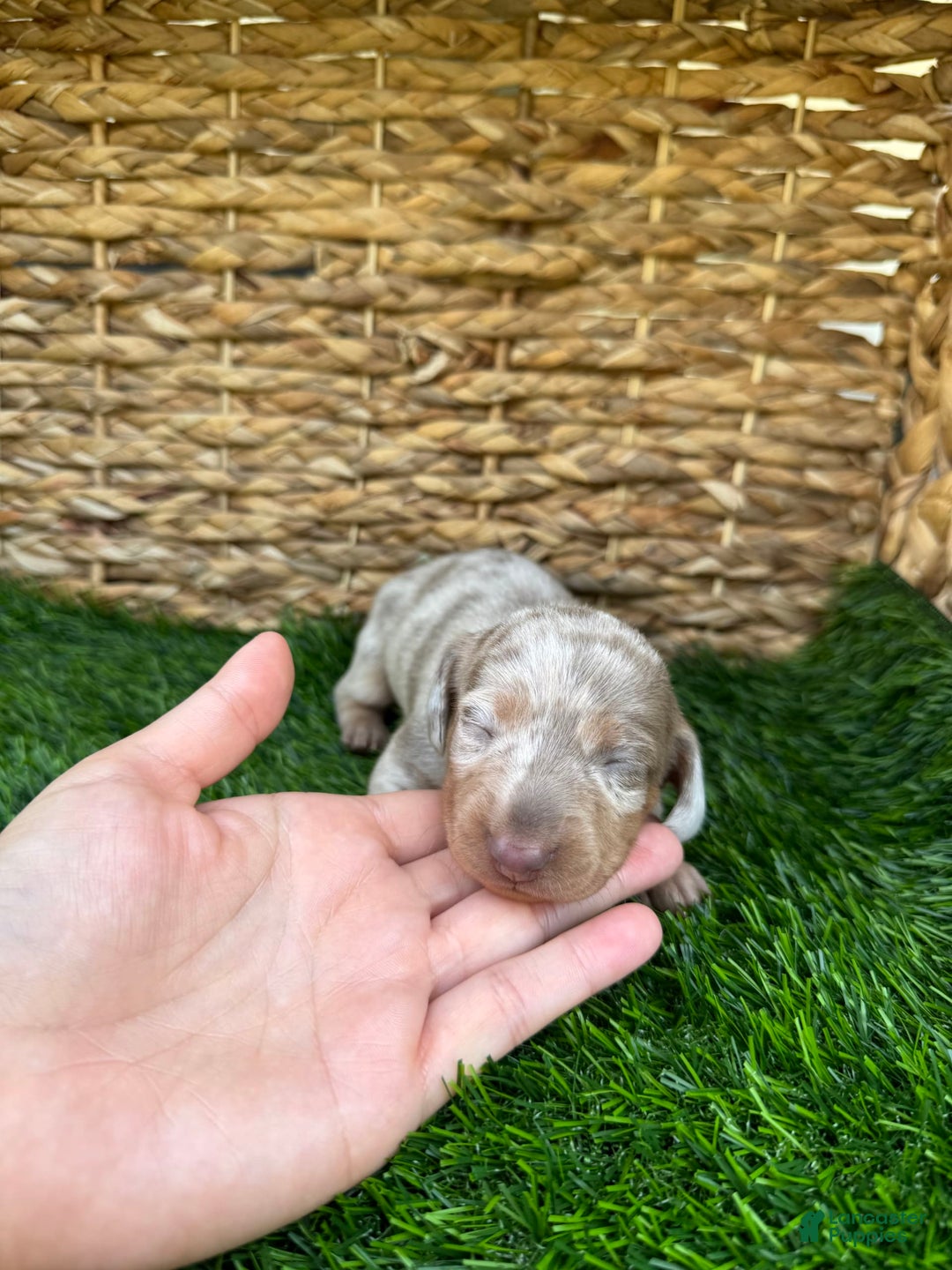 Miniature Dachshund dogs for sale: Cinderella - Image 1