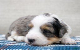 Mini Bernedoodle dogs for sale: Luke - Image 28