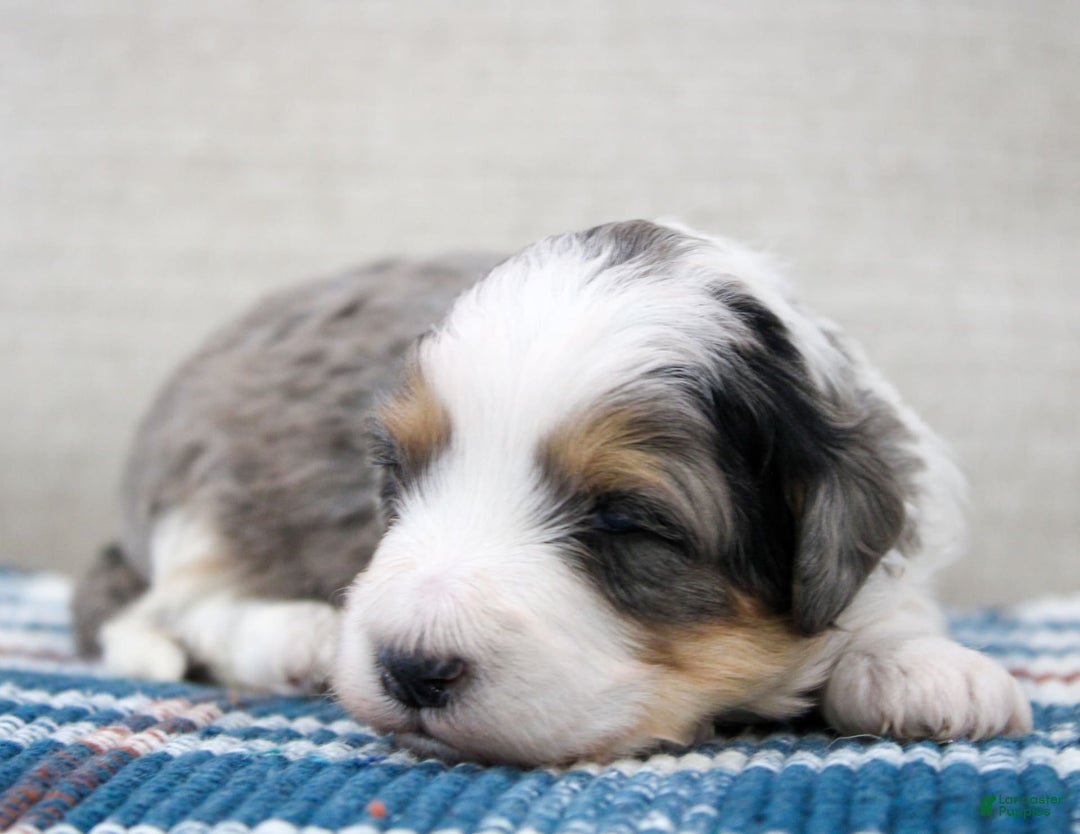 Mini Bernedoodle dogs for sale: Luke - Image 28