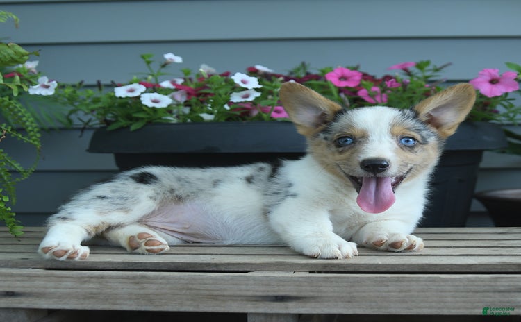Welsh Corgi Pembroke dogs - Advert 21