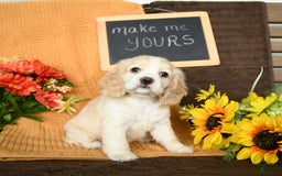 Cocker Spaniel dogs for sale: Pearl - Image 10