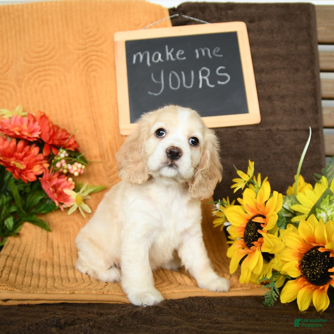 Cocker Spaniel dogs for sale: Pearl - Image 10