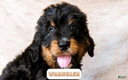 Bernedoodle dogs for sale: Wrangler - Image 8