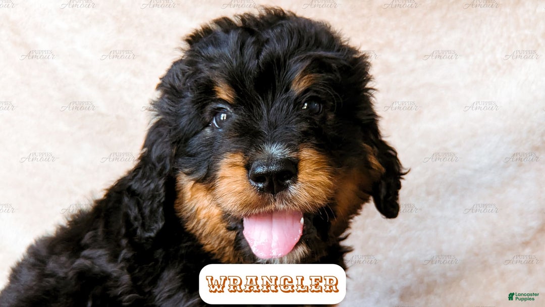 Bernedoodle dogs for sale: Wrangler - Image 8