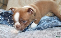 Boston Terrier dogs for sale: Dustie - Image 2