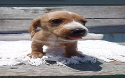 Miniature Dachshund dogs for sale: Elmer - Image 10