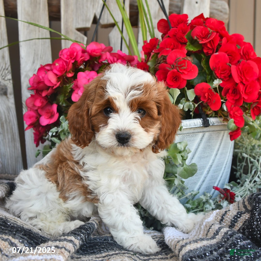 Cavapoo dogs for sale: Clover - Image 3