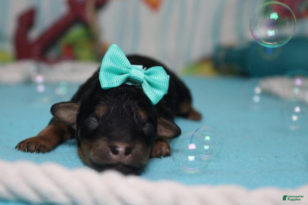 Toy Poodle dogs for sale: Jubilee - Image 1